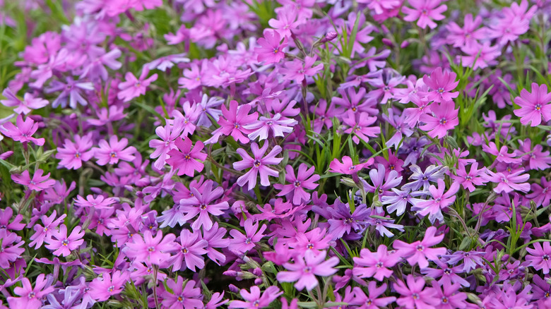 Purple and violet creeping phlox flowers in bloom