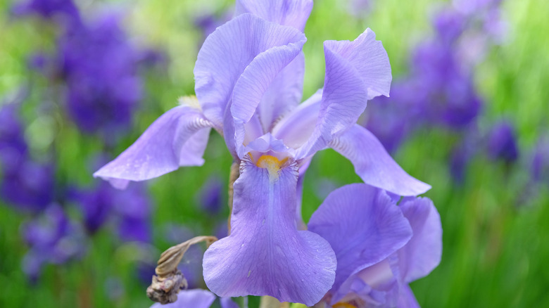 Dalmatian iris growing in garden