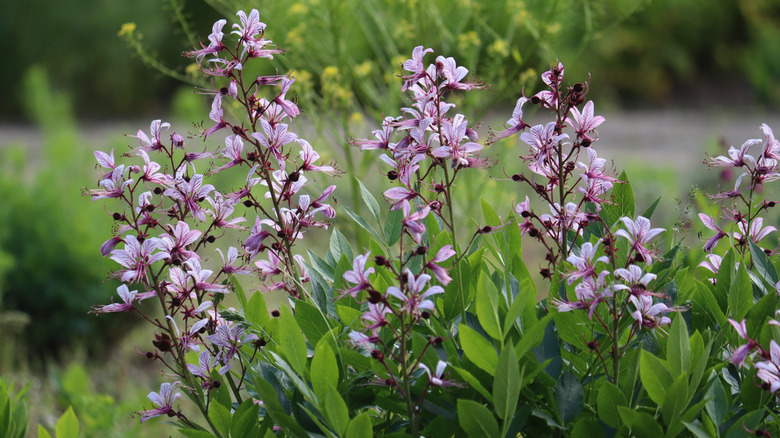Pink flowers of dittany in garden