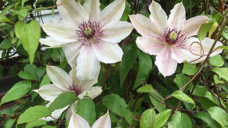 'Fair Rosamond' clematis flowers in bloom