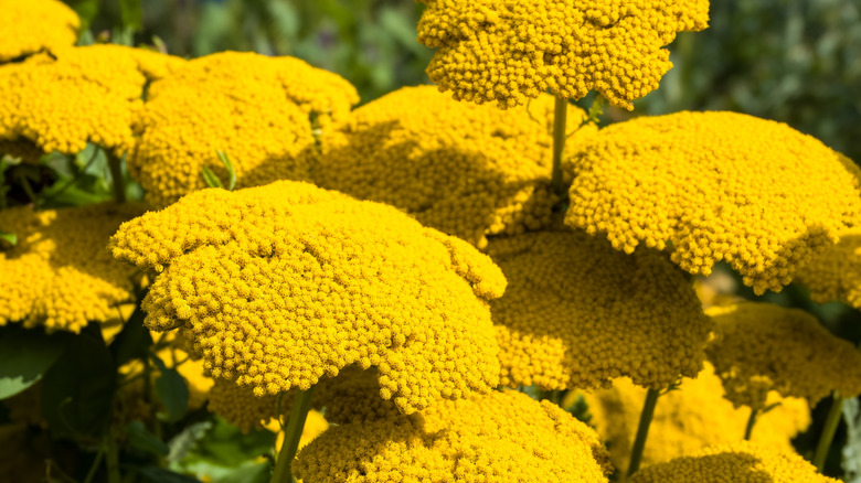 Yellow flowers of fernleaf yarrow