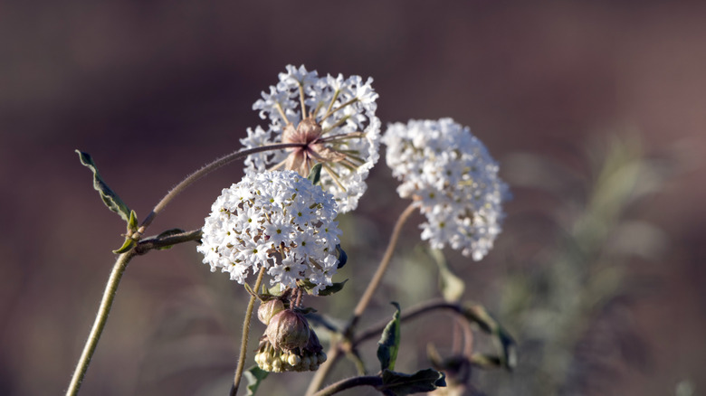 White fragrant sand-verbena flowers