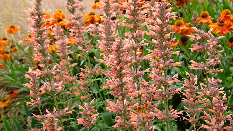 Peach colored hummingbird mint flowers in bloom