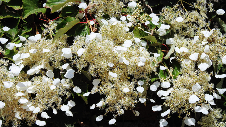 Japanese hydrangea vine 'Moonlight' in garden