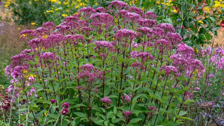 Joe Pye weed 'Gateway' growing along garden border