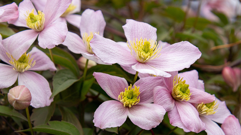 Pink mountain clematis growing in garden