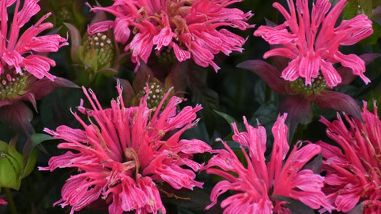 'Pardon My Rose' bee balm flowers in garden
