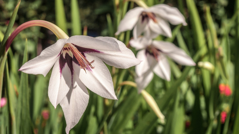 White peacock gladiolus flowers with purple centers