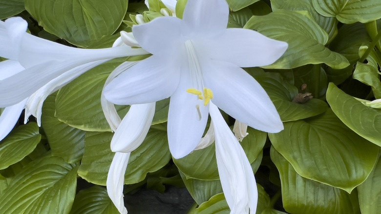 White plantain lilies in bloom