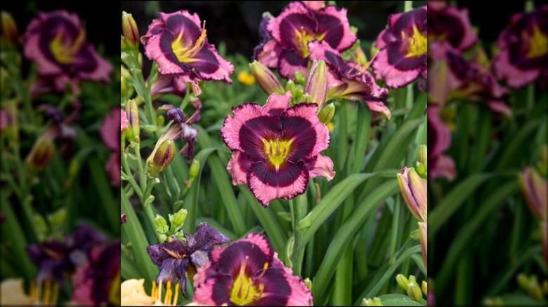 Rainbow Rhythm 'Storm Shelter' daylilies in bloom