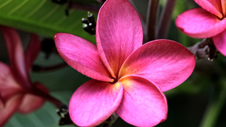 Stephan jasmine's pink flower in bloom