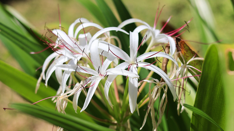 String lily flowers growing in garden