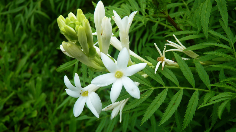 White tuberose flowers in bloom