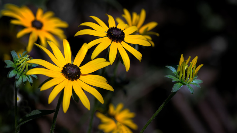 Yellow coneflowers in bloom