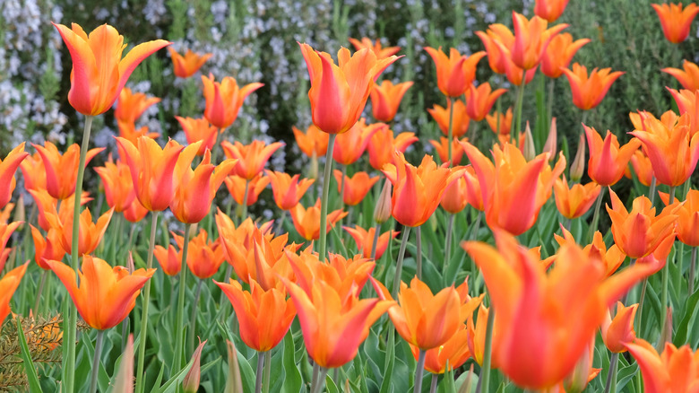 Orange lily-flowering 'Ballerina' tulips in bloom