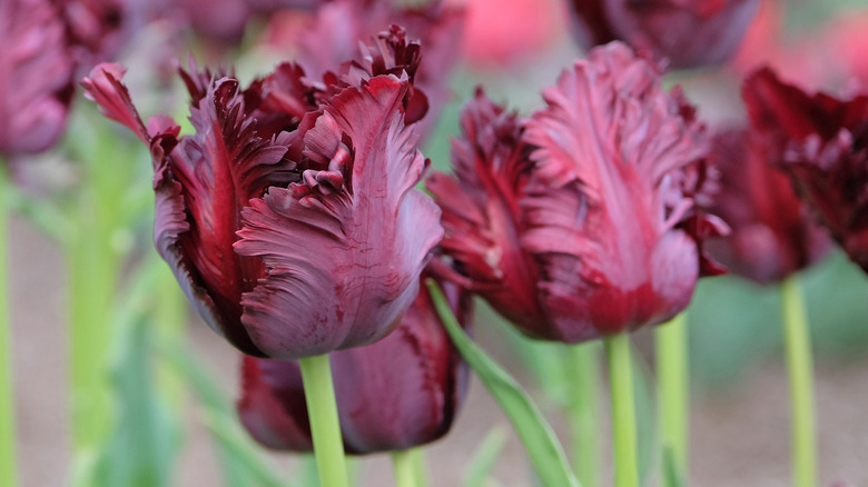 Ruffled, dark red-purple 'Black Parrot' tulips in bloom in late spring
