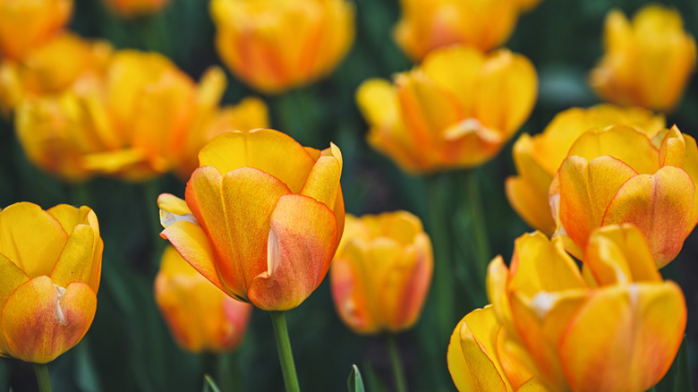 'Blushing Appeldoorn' tulips with yellow petals and red edges