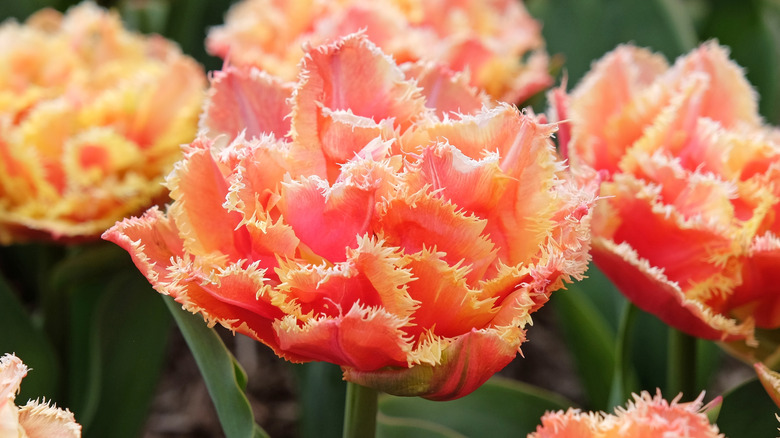 Orange and pink 'Brisbane' fringed double tulips in bloom