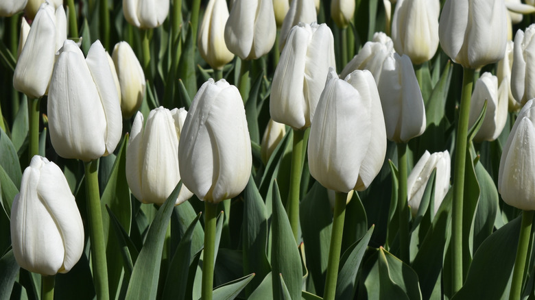 White 'Hakuun' tulips in bloom