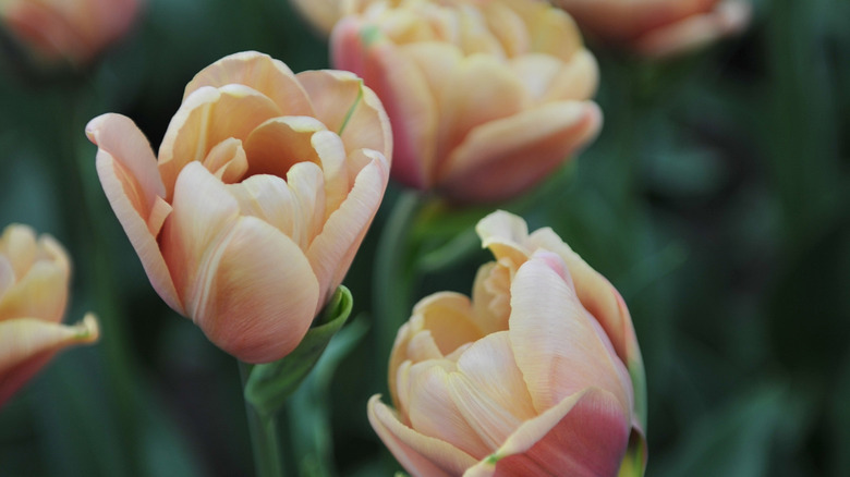 'La Belle Epoque' tulips with light creamy, peach petals