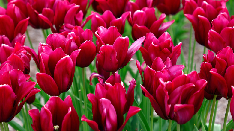 Bright reddish-pink, lily-flowering 'Merlot' tulips in bloom