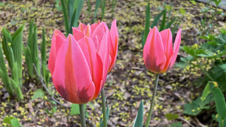 'Pretty Princess' pink tulips blooming in garden