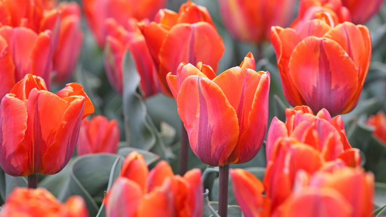 Bright red-orange 'Princess Irene' tulips blooming in garden