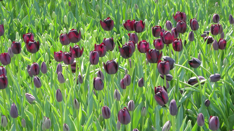 Deep purple 'Queen of Night' tulips planted en masse