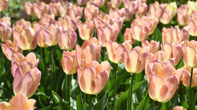 Rosy pink 'Salmon Prince' tulips in sunny garden