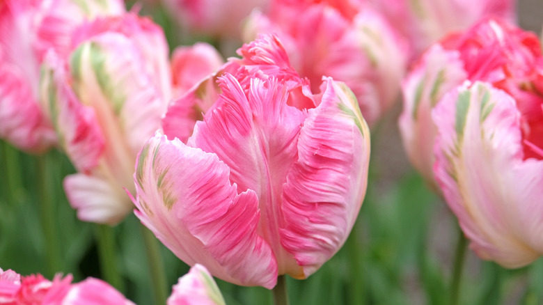 Delicate pink and ruffled 'Silver Parrot' tulips in bloom