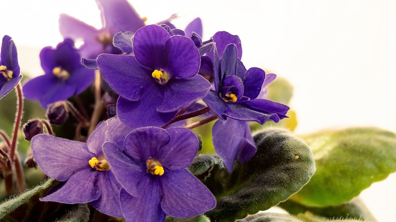 An African violet displays its purple blooms