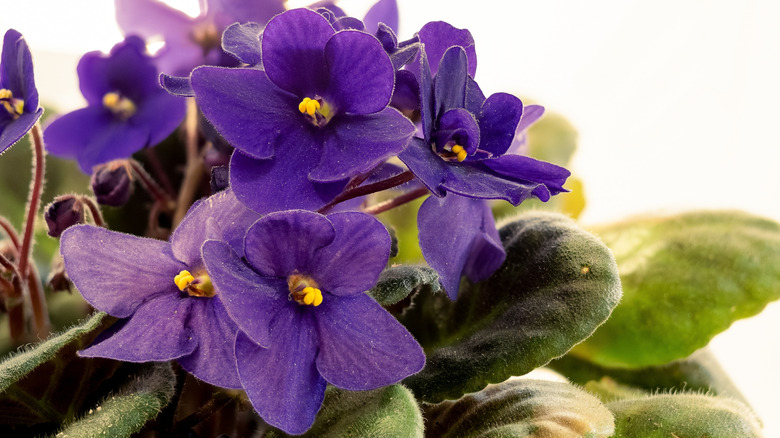 An African violet displays its purple blooms