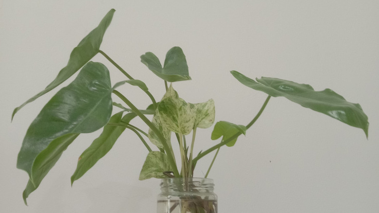 An arrowhead plant grows in a vase with water