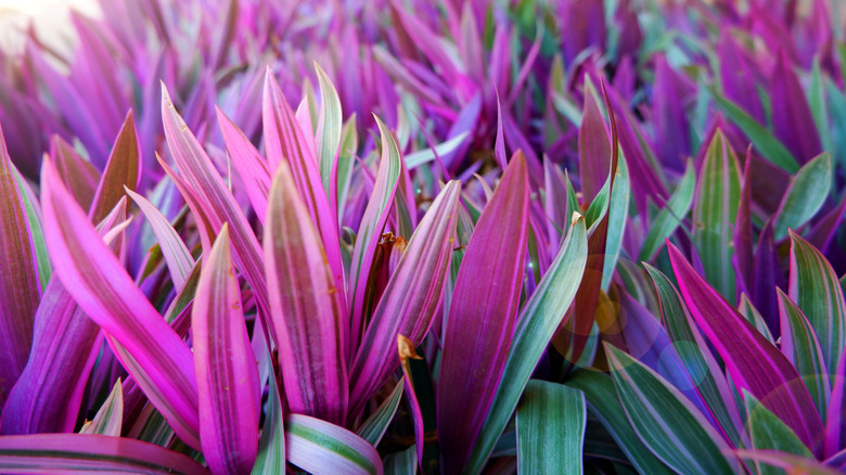 A close-up photo focusing on the purple and green leaves of a boat lily
