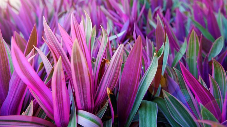 A close-up photo focusing on the purple and green leaves of a boat lily