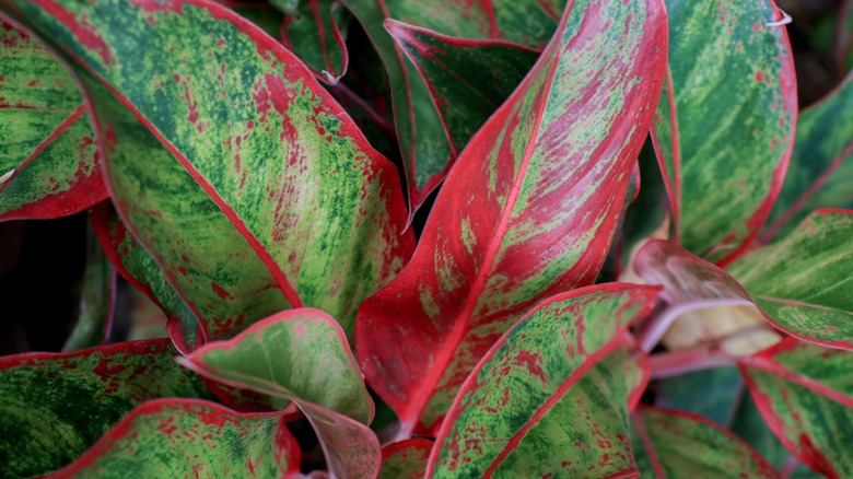 Red and green leaves of a Chinese evergreen plant