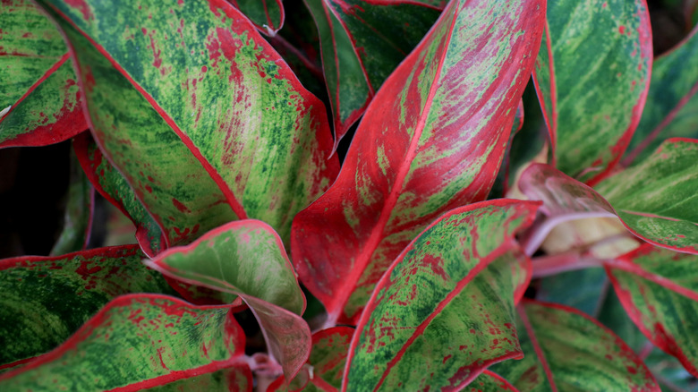 Red and green leaves of a Chinese evergreen plant