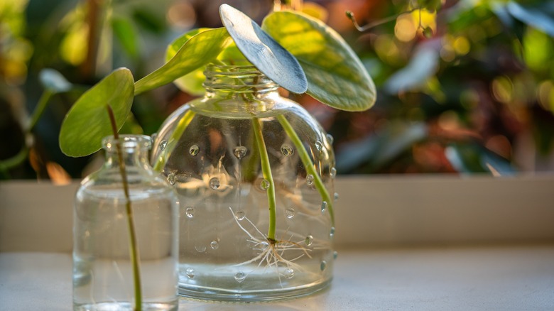 Two small Chinese money plant cuttings in water
