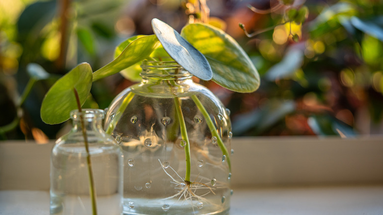 Two small Chinese money plant cuttings in water