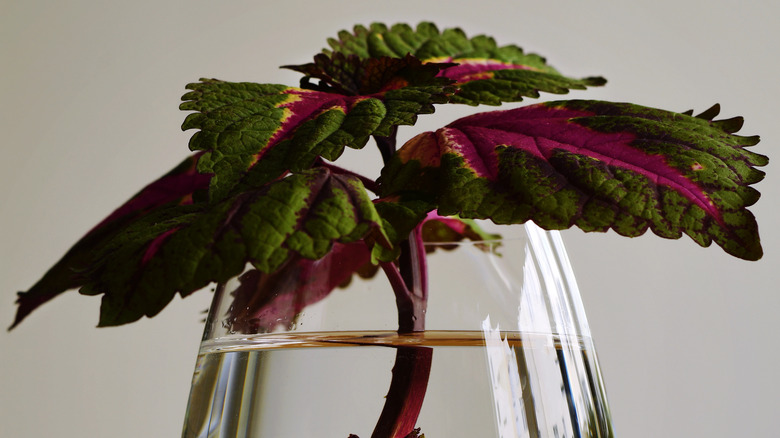A green and purple coleus plant cutting rests in water