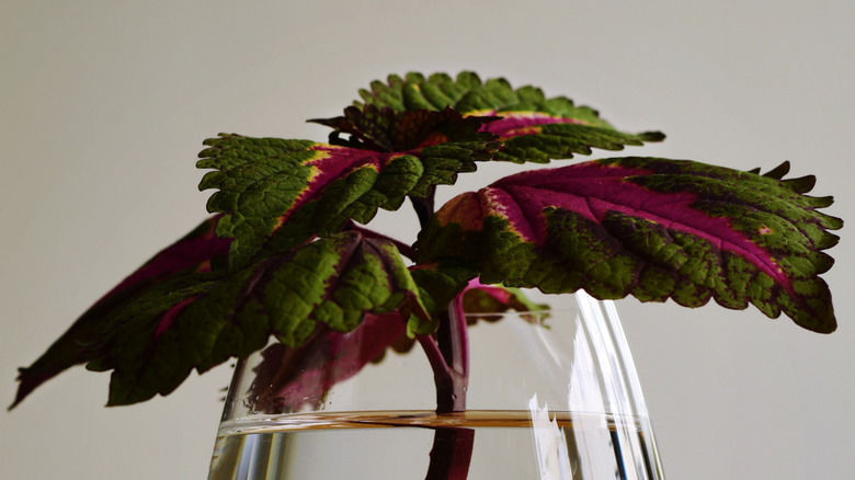 A green and purple coleus plant cutting rests in water