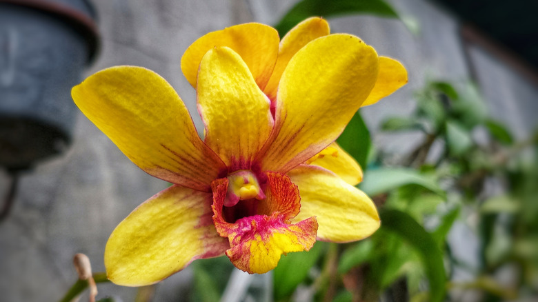 A yellow dendrobium orchid blooms against a blurred background