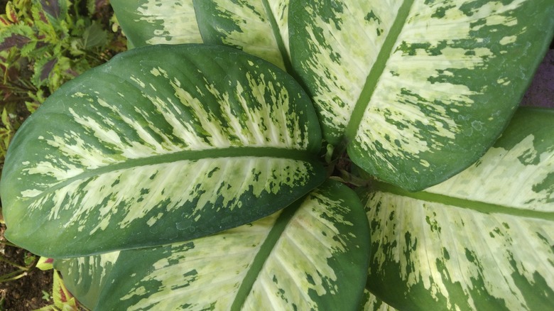 Close-up of green and light green dumb cane leaves