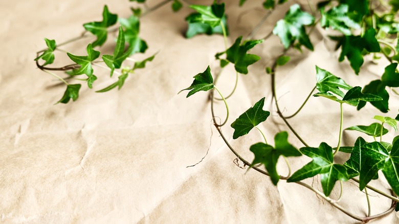 Leaves of English ivy cascade on a table covered with brown paper