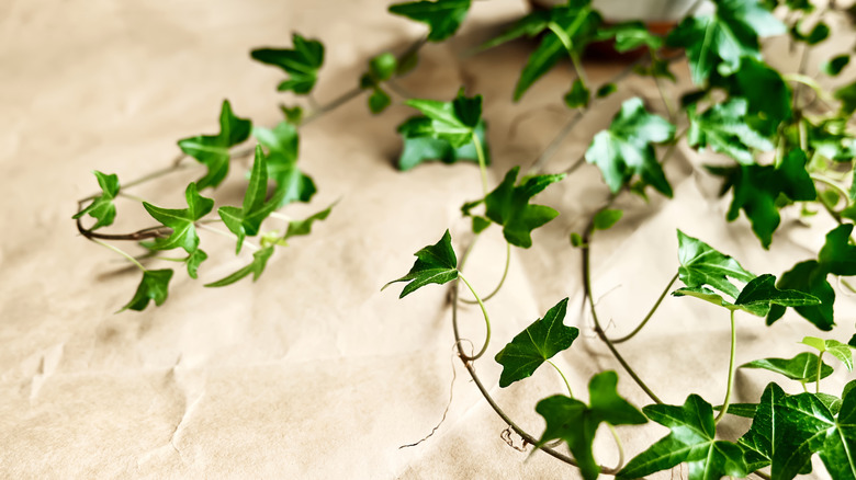 Leaves of English ivy cascade on a table covered with brown paper