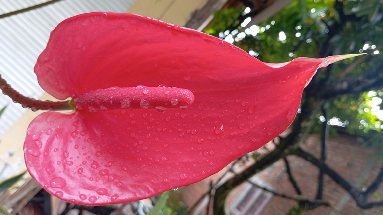 The red spathe of a flamingo flower with water droplets