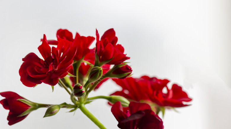 Red geranium blooms on a stem