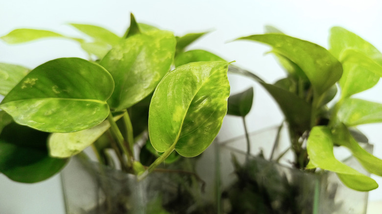 Two golden pothos plants grow hydroponically