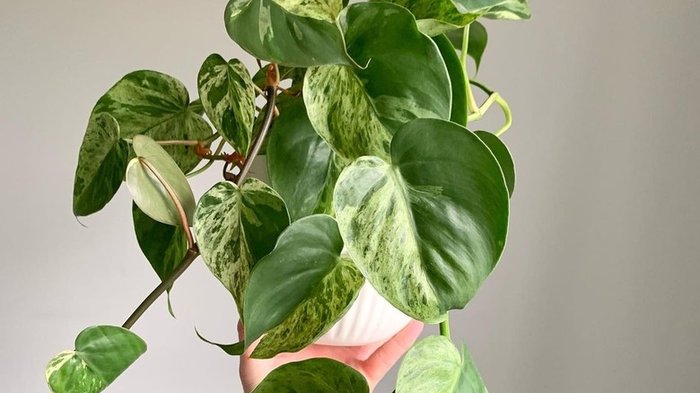 Hand holds up a potted heatleaf philodendron with cascading leaves