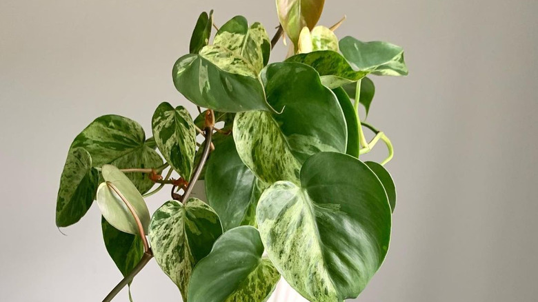 Hand holds up a potted heatleaf philodendron with cascading leaves